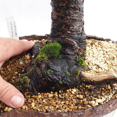 Outdoor bonsai -Larix decidua - European larch VB2019-26710 - 5