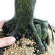 Outdoor Bonsai - Metasequoia glyptostroboides - Chinese Small Leaves Metasequoia VB2019-26711 - 5/6
