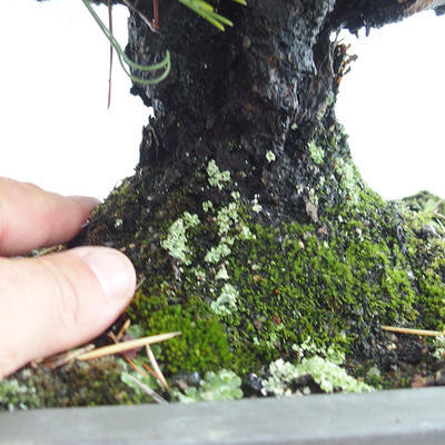 Outdoor bonsai - Pinus thunbergii Corticosa - Thunberg's pine VB2019-26712 - 5