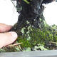 Outdoor bonsai - Pinus thunbergii Corticosa - Thunberg's pine VB2019-26712 - 5/5