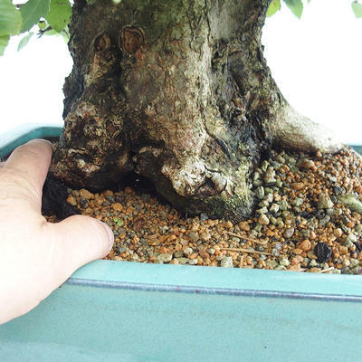 Outdoor bonsai - Korean hornbeam - Carpinus carpinoides VB2019-26715 - 5