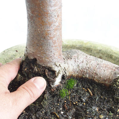 Outdoor bonsai - Heart-shaped lime - Tilia cordata 404-VB2019-26717 - 5