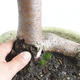 Outdoor bonsai - Heart-shaped lime - Tilia cordata 404-VB2019-26717 - 5/5