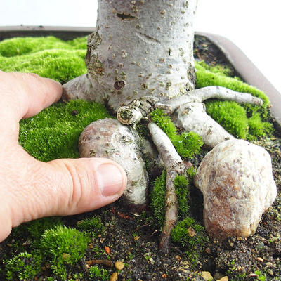 Outdoor bonsai - Heart-shaped lime - Tilia cordata 404-VB2019-26718 - 5
