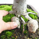 Outdoor bonsai - Heart-shaped lime - Tilia cordata 404-VB2019-26718 - 5/5