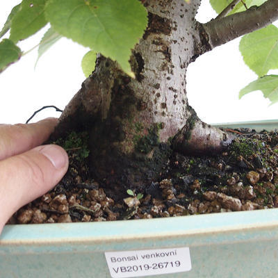 Outdoor bonsai - Heart-shaped lime - Tilia cordata 404-VB2019-26719 - 5