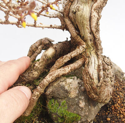 Outdoor bonsai - Forsythia - Forsythia intermedia maluch - 5