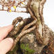 Outdoor bonsai - Forsythia - Forsythia intermedia maluch - 5/5