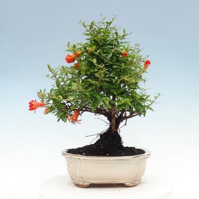 Room bonsai-PUNICA granatum nana-Pomegranate - 5