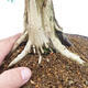 Outdoor bonsai - Juniperus chinensis - Chinese juniper - 5/6