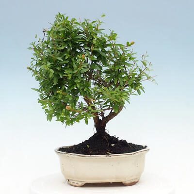 Room bonsai-PUNICA granatum nana-Pomegranate - 5
