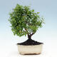 Room bonsai-PUNICA granatum nana-Pomegranate - 5/6