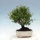 Room bonsai-PUNICA granatum nana-Pomegranate - 5/6