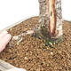 Outdoor bonsai - Larix decidua - Deciduous larch - 5/7