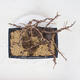 Outdoor bonsai -Larix decidua - Larch - 5/5