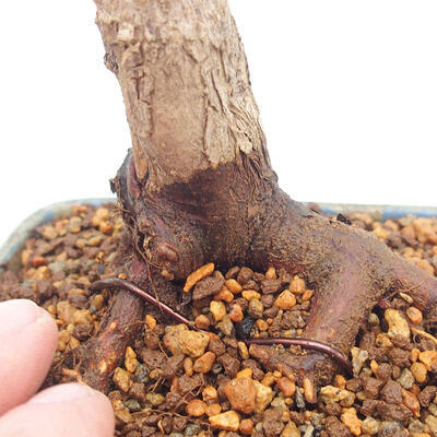 Outdoor bonsai - Maple palmatum DESHOJO - Japanese Maple - 5