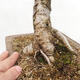 Outdoor bonsai - Larix decidua - Deciduous larch - 5/6
