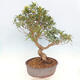 Indoor bonsai - Ficus nerifolia - small-leaved ficus - 5/5