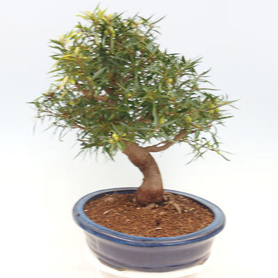 Indoor bonsai - Ficus nerifolia - small-leaved ficus - 5