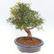 Indoor bonsai - Ficus nerifolia - small-leaved ficus - 5/6