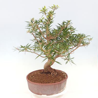 Indoor bonsai - Ficus nerifolia - small-leaved ficus - 5