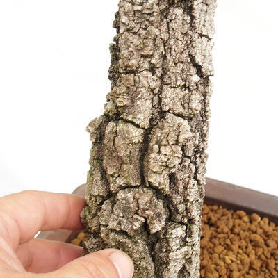 Outdoor bonsai Quercus Cerris - Oak Cer - 5