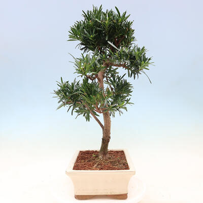 Indoor bonsai - Podocarpus - Stone thous - 5