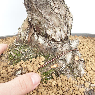 Outdoor bonsai - Pinus parviflora - White Pine - 5