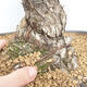 Outdoor bonsai - Pinus parviflora - White Pine - 5/5