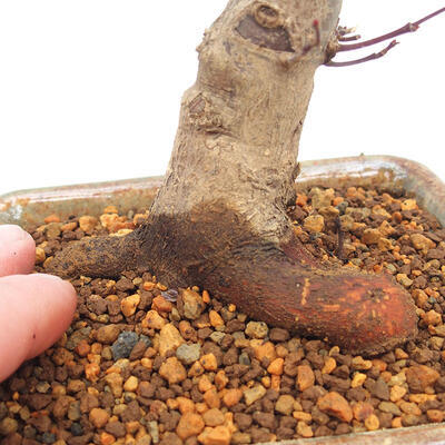 Outdoor bonsai - Maple palmatum DESHOJO - Japanese Maple - 5