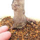 Outdoor bonsai - Maple palmatum DESHOJO - Japanese Maple - 5/6