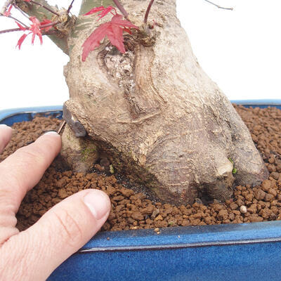 Outdoor bonsai - Maple palmatum DESHOJO - Maple palm leaf - 5