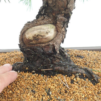 Outdoor bonsai - Pinus thunbergii - Thunberg pine - 5