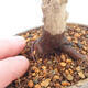 Outdoor bonsai - Maple palmatum DESHOJO - Japanese Maple - 5/6