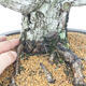Outdoor bonsai - Pinus thunbergii - Thunberg pine - 5/5