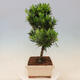 Indoor bonsai - Podocarpus - Stone thous - 5/7