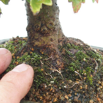 Outdoor bonsai - Buergerianum Maple - Burger Maple - 5