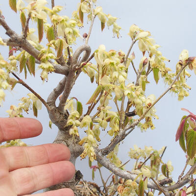 Outdoor bonsai - Hazelnut - Corylopsis Spicata - 5