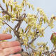 Outdoor bonsai - Hazelnut - Corylopsis Spicata - 5/5