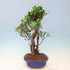 Indoor bonsai - Ficus kimmen - small-leaved ficus - 5/5