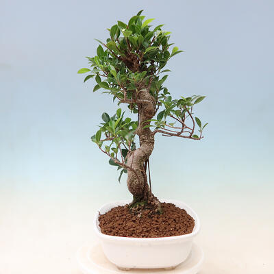 Indoor bonsai - Ficus kimmen - small-leaved ficus - 5
