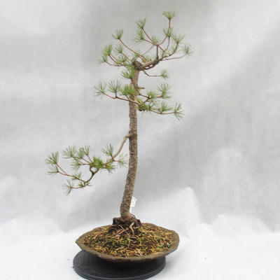 Outdoor bonsai forest -Borovice - Pinus sylvestris - 5