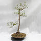 Outdoor bonsai forest -Borovice - Pinus sylvestris - 5/5