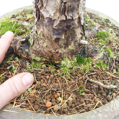 Outdoor bonsai -Modřín opadavý- Larix decidua - 5