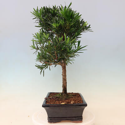 Indoor bonsai - Podocarpus - Stone thous - 5