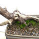 Outdoor bonsai - Mud pine - Pinus uncinata - 5/5