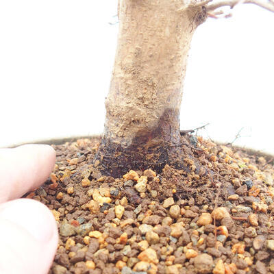 Outdoor bonsai -Carpinus CARPINOIDES - Korean Hornbeam - 5