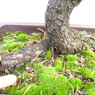 Outdoor bonsai - Mud pine - Pinus uncinata - 5