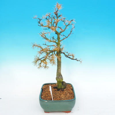 Outdoor bonsai -Modřín-deciduous Larix decidua - 5