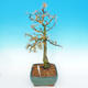 Outdoor bonsai -Modřín-deciduous Larix decidua - 5/5